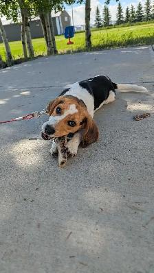Beagle Puppy - Photo 2