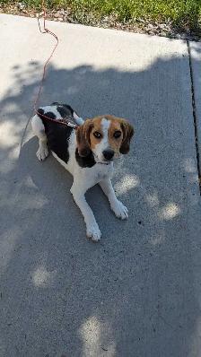 Beagle Puppy - Photo 3