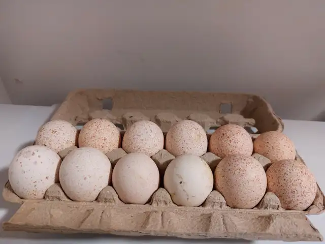 Turkey Eggs