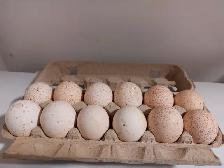Turkey Eggs