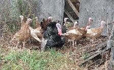 Turkey Eggs - Photo 2