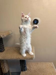 Maine Coon Polydactyl Kitten - Photo 3