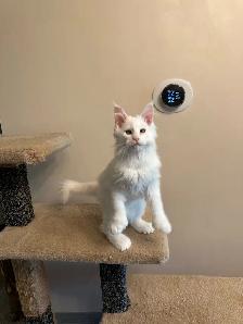 Maine Coon Polydactyl Kitten - Photo 4
