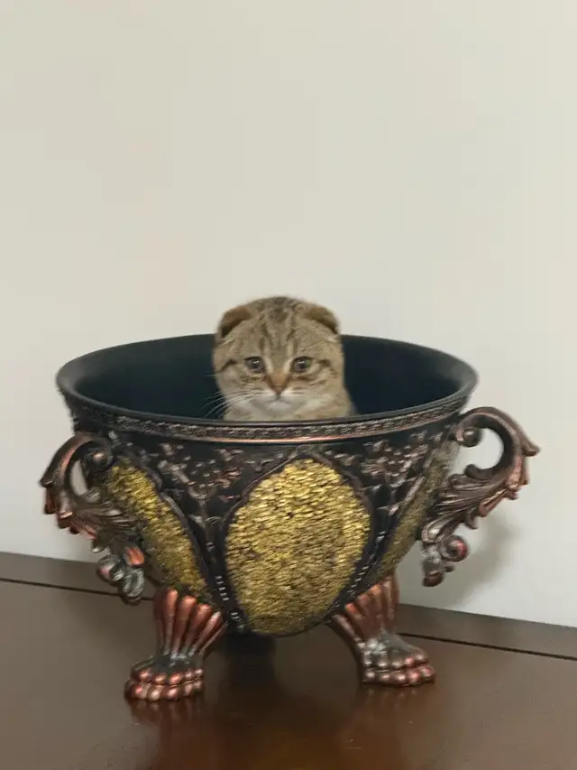 SCOTTISH FOlD MALE
