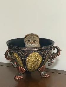 SCOTTISH FOlD MALE