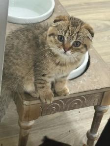 SCOTTISH FOlD MALE - Photo 2