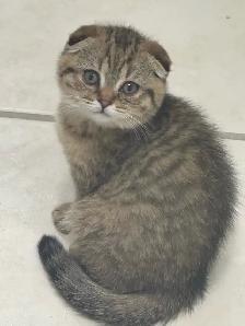 SCOTTISH FOlD MALE - Photo 3