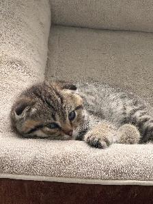 SCOTTISH FOlD MALE - Photo 4