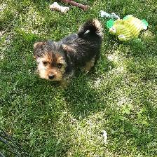 Shorkie Boy! - Photo 2