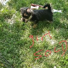 Shorkie Boy! - Photo 3
