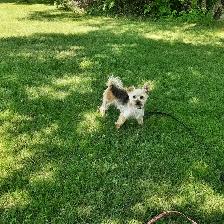 Shorkie Boy! - Photo 4