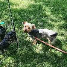 Shorkie Boy! - Photo 5