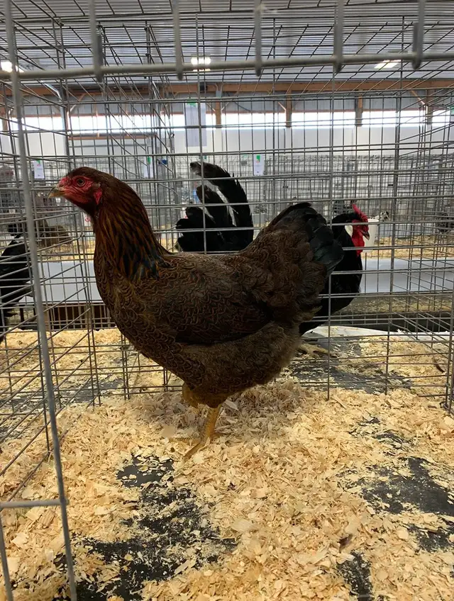 Partridge Chantecler Hens