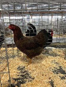 Partridge Chantecler Hens