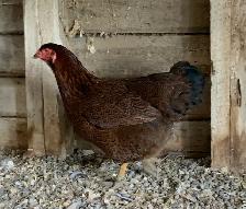 Partridge Chantecler Hens - Photo 2