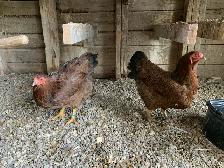 Partridge Chantecler Hens - Photo 3