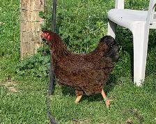 Partridge Chantecler Hens - Photo 4