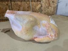 Partridge Chantecler Hens - Photo 5