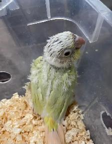 baby Mooncheek  conure.