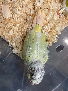 baby Mooncheek  conure. - Photo 2