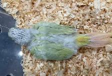 baby Mooncheek  conure. - Photo 3