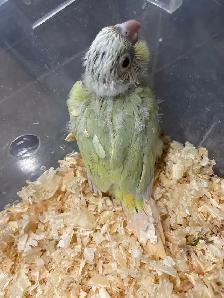 baby Mooncheek  conure. - Photo 4