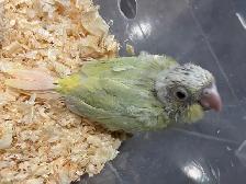 baby Mooncheek  conure. - Photo 5