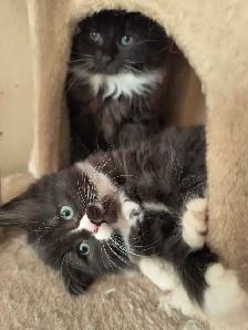 chaton  à vendre