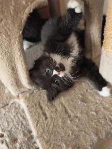 chaton  à vendre - Photo 2