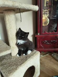chaton  à vendre - Photo 3