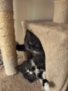 chaton  à vendre - Photo 4
