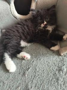 chaton  à vendre - Photo 5