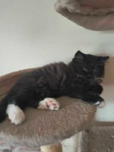 chaton  à vendre - Photo 6