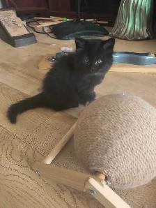chaton  à vendre - Photo 7