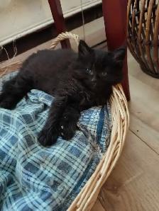 chaton  à vendre - Photo 8