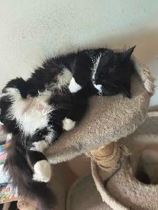 chaton  à vendre - Photo 10