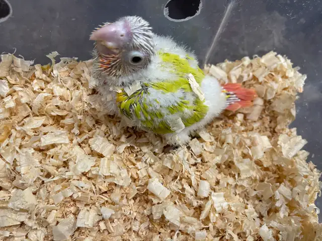 baby suncheek conure.