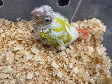 baby suncheek conure.