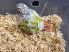 baby suncheek conure. - Photo 2