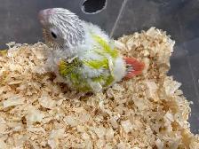 baby suncheek conure. - Photo 3