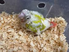 baby suncheek conure. - Photo 4
