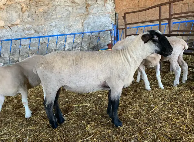 Breeding Ewe Lambs For Sale