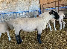 Breeding Ewe Lambs For Sale