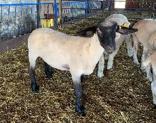 Breeding Ewe Lambs For Sale - Photo 2