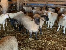 Breeding Ewe Lambs For Sale - Photo 3