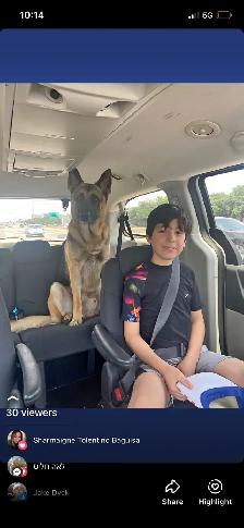 dog walker/ pet sitter