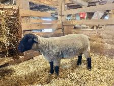 Purebred Registered Suffolk Ram