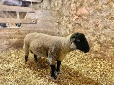 Purebred Registered Suffolk Ram - Photo 2