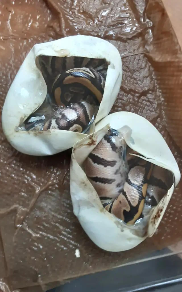 Ball pythons for sale