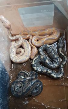 Ball pythons for sale - Photo 2